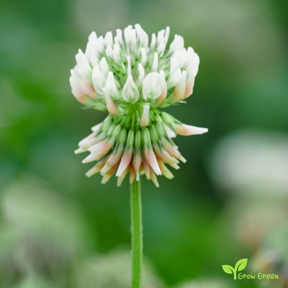 50 seeds of White Clover - TRIFOLIUM + Gift 5 seeds of Sunflower