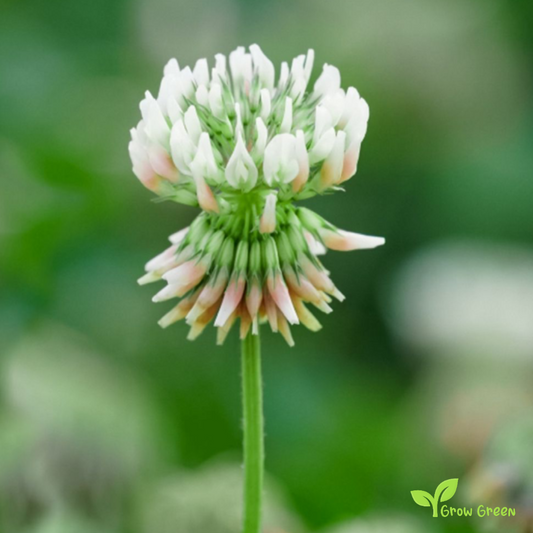 50 seeds of White Clover - TRIFOLIUM + Gift 5 seeds of Sunflower