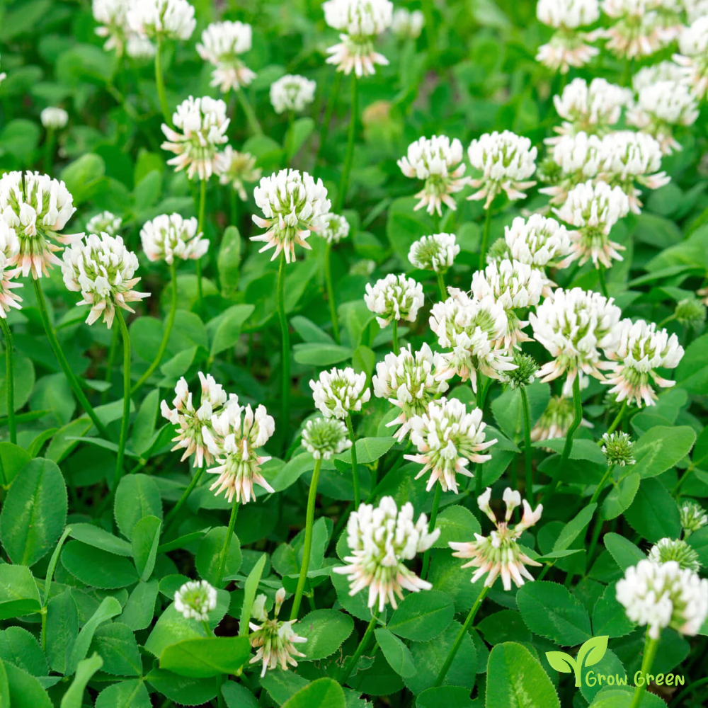 50 seeds of White Clover - TRIFOLIUM + Gift 5 seeds of Sunflower