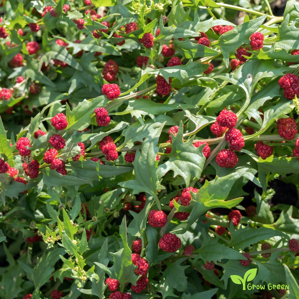 5 seeds of Strawberry Spinach - CHENOPODIUM CAPITATUM + Gift 5 seeds of Sunflower