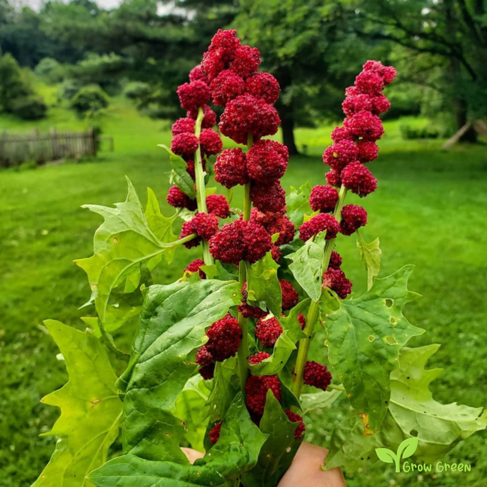 5 seeds of Strawberry Spinach - CHENOPODIUM CAPITATUM + Gift 5 seeds of Sunflower