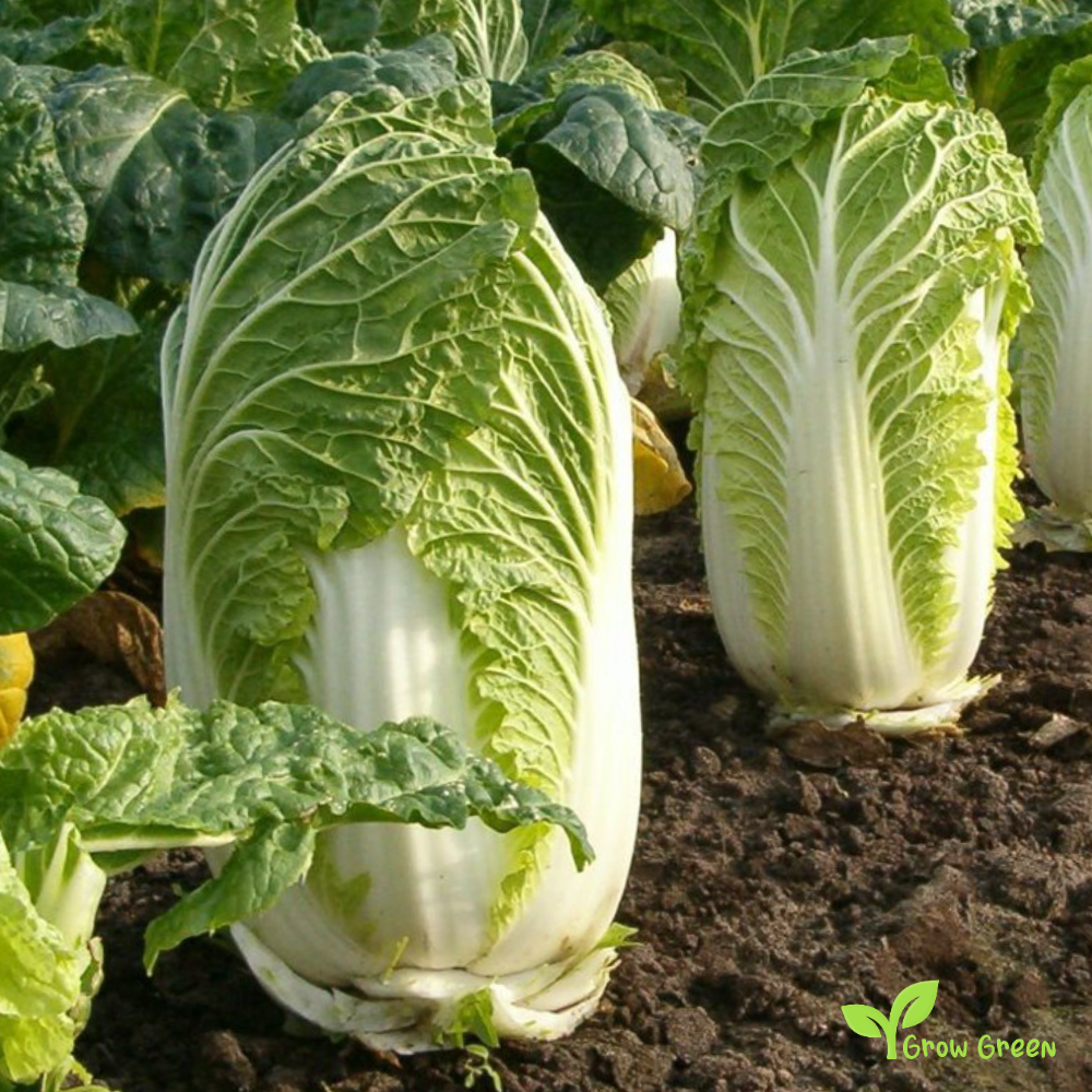 20 seeds of Chinese Cabbage Michihili - BRASSICA OLERACEA + Gift 5 seeds of Sunflower
