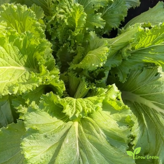 20 seeds of Chinese Cabbage Michihili - BRASSICA OLERACEA + Gift 5 seeds of Sunflower