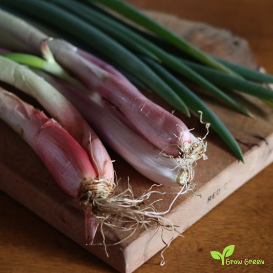 20 seeds of Red Welsh Onion - ALLIUM FISTULOSUM + Gift 5 seeds of Sunflower