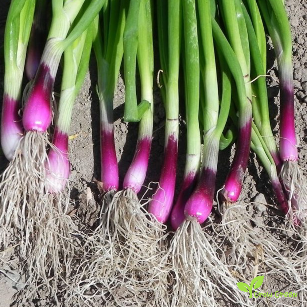 20 seeds of Red Welsh Onion - ALLIUM FISTULOSUM + Gift 5 seeds of Sunflower