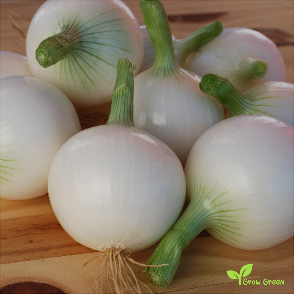 30 seeds of Onion White Sweet Spanish - ALLIUM CEPA + Gift 5 seeds of Sunflower