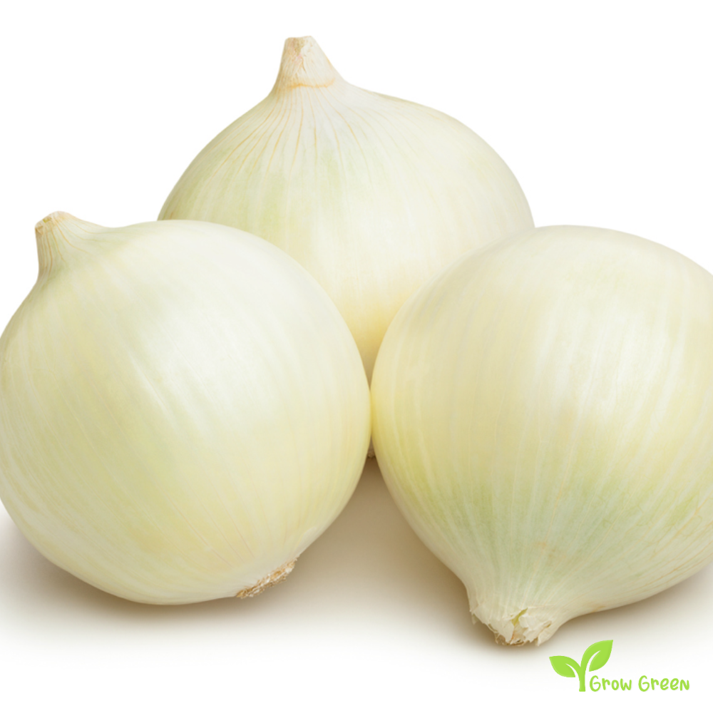 30 seeds of Onion White Sweet Spanish - ALLIUM CEPA + Gift 5 seeds of Sunflower