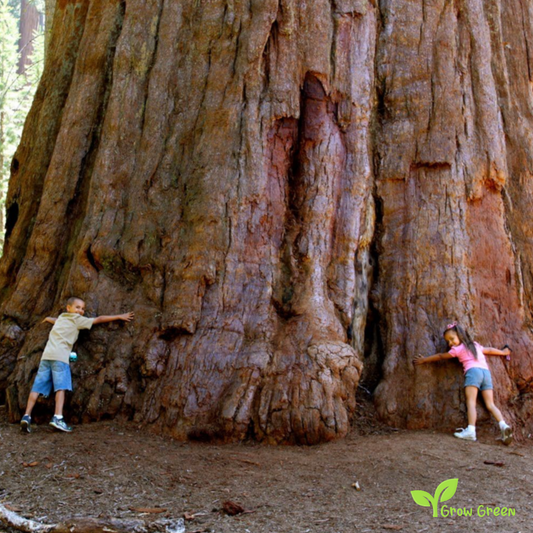 5 seeds of Giant Redwood - SEQUOIADENDRON GIGANTEUM + Gift 5 seeds of Sunflower
