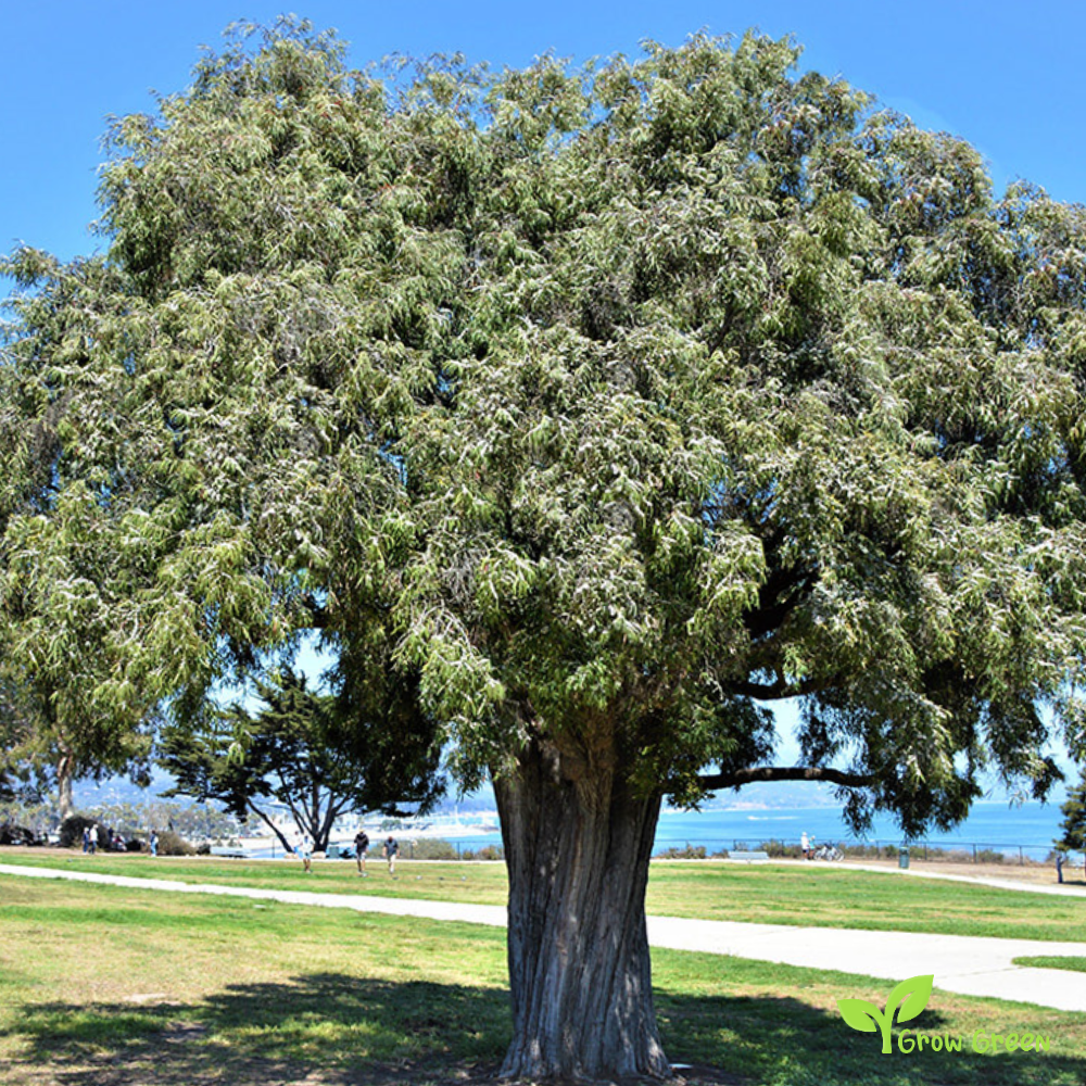 10 seeds of Peppermint Tree - AGONIS FLEXUOSA - Willow Myrtle + Gift 5 seeds of Sunflower