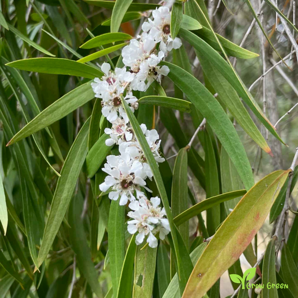 10 seeds of Peppermint Tree - AGONIS FLEXUOSA - Willow Myrtle + Gift 5 seeds of Sunflower