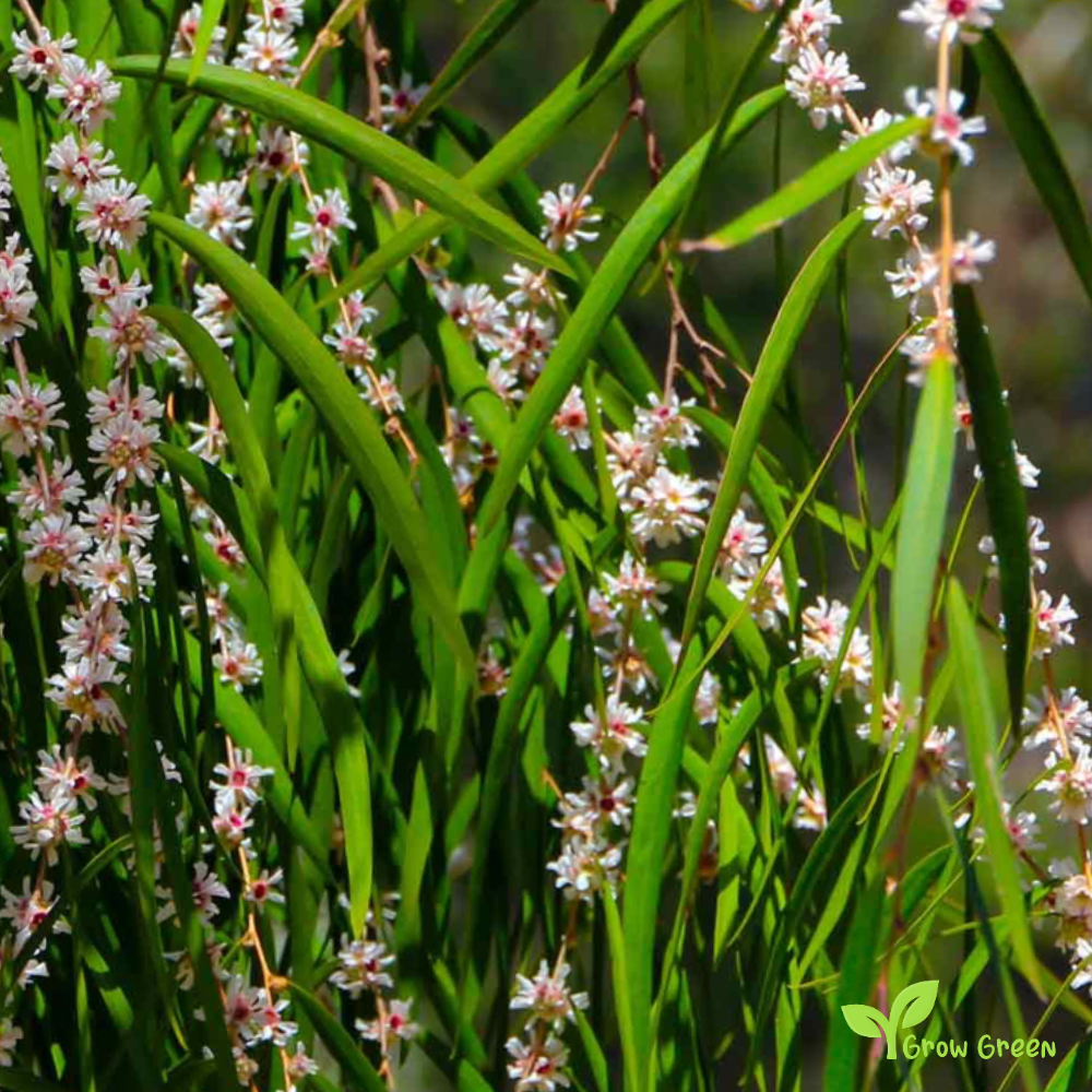 10 seeds of Peppermint Tree - AGONIS FLEXUOSA - Willow Myrtle + Gift 5 seeds of Sunflower
