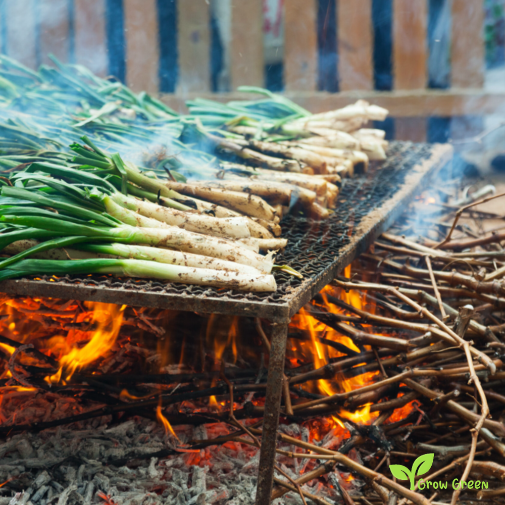 20 seeds of Calcot - ALLUM CEPA - Calçots + Gift 5 seeds of Sunflower