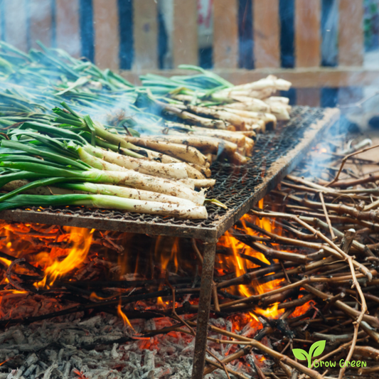 20 seeds of Calcot - ALLUM CEPA - Calçots + Gift 5 seeds of Sunflower