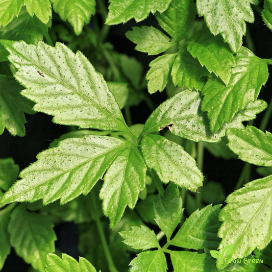 10 seeds of Jiaogulan - GYNOSTEMMA PENTAPHYLLUM + Gift 5 seeds of Sunflower