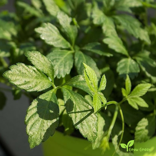 10 seeds of Jiaogulan - GYNOSTEMMA PENTAPHYLLUM + Gift 5 seeds of Sunflower