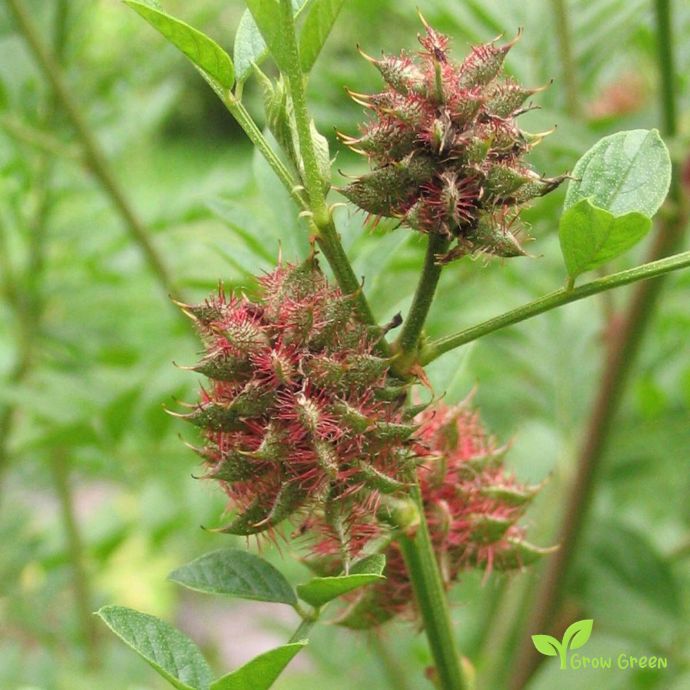 10 seeds of Liquorice - GLYCYRRHIZA GLABRA + Gift 5 seeds of Sunflower