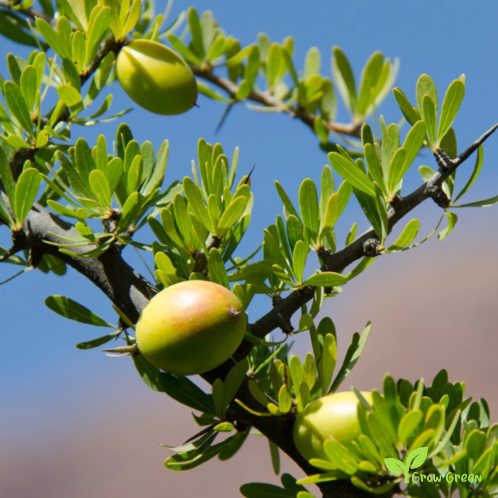 3 seeds of Argan - SIDEROXYLON SPINOSUM - ARGANIA + Gift 5 seeds of Sunflower