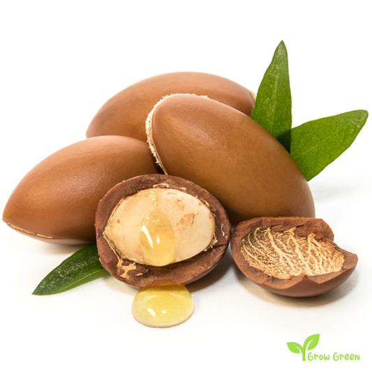 3 seeds of Argan - SIDEROXYLON SPINOSUM - ARGANIA + Gift 5 seeds of Sunflower