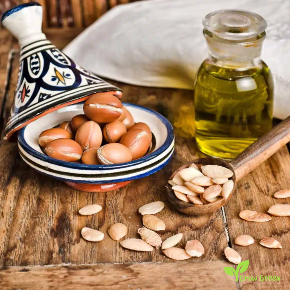 3 seeds of Argan - SIDEROXYLON SPINOSUM - ARGANIA + Gift 5 seeds of Sunflower