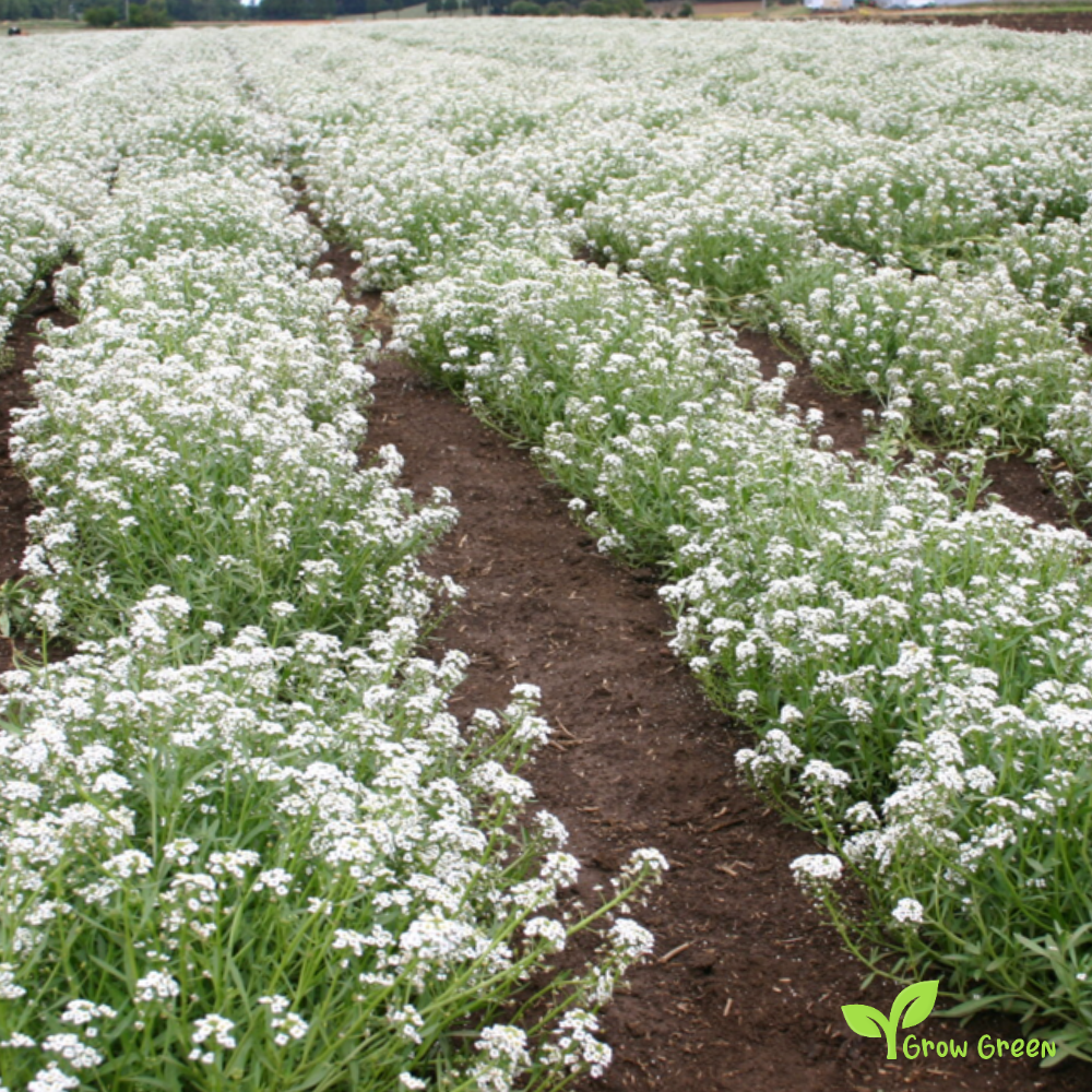 20 seeds of White Alyssum - LOBULARIA MARITIMA + Gift 5 seeds of Sunflower