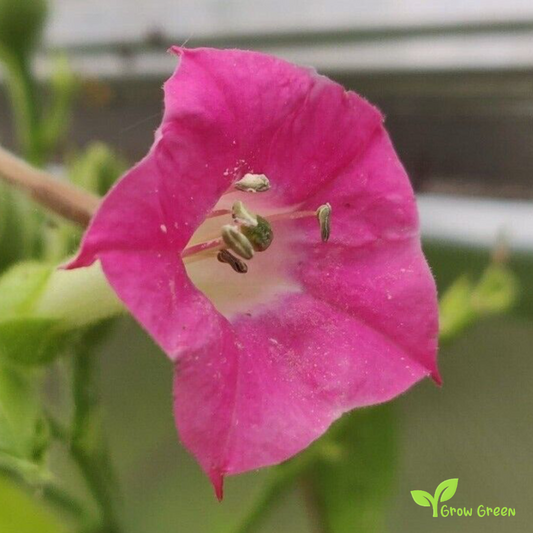 20 seeds of Marina Sabina Tobacco - NICOTIANA RUSTICA + Gift 5 seeds of Sunflower