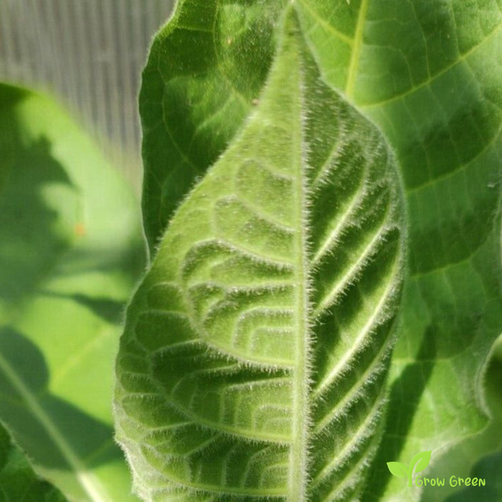 20 seeds of Marina Sabina Tobacco - NICOTIANA RUSTICA + Gift 5 seeds of Sunflower