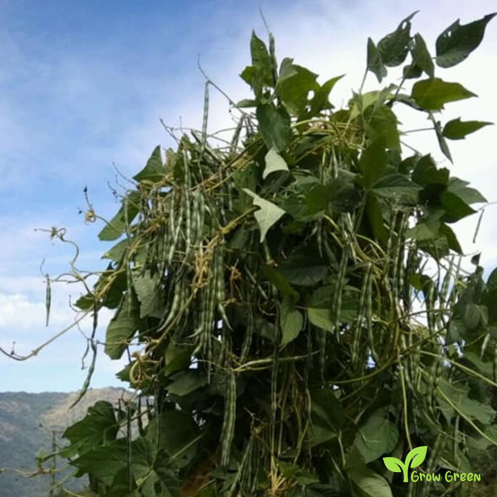 50 seeds of Rice Bean - VIGNA UMBELLATA - Red Small Bean + Gift 5 seeds of Sunflower