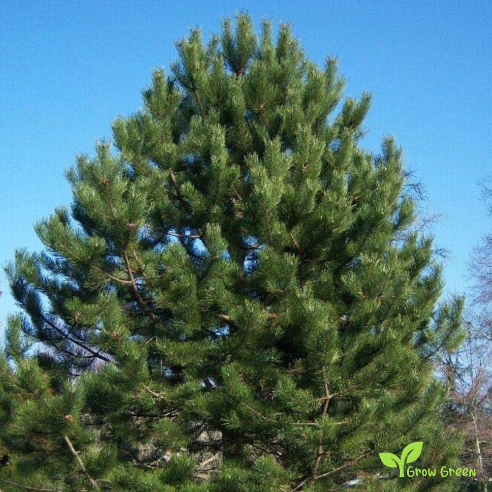 5 seeds of Matese Mountain Black Pine - PINUS NIGRA + Gift 5 seeds of Sunflower