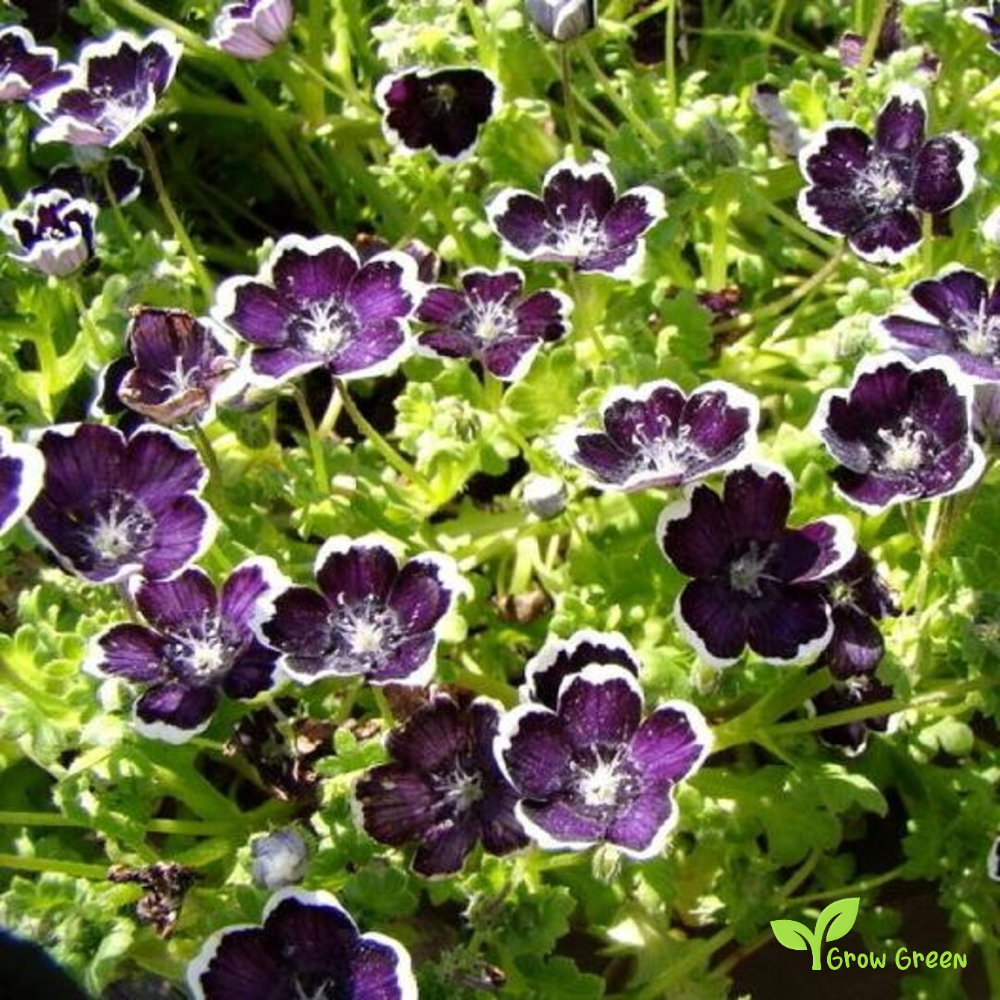 20 seeds of Nemophila Menziesii Pennie Black + Gift 5 seeds of Sunflower