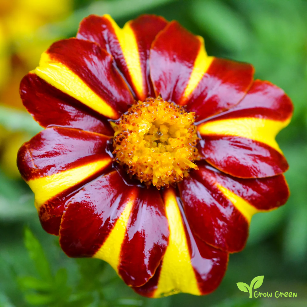 10 seeds of French Marigold Dandy Stripe - TAGETES PATULA + Gift 5 seeds of Sunflower