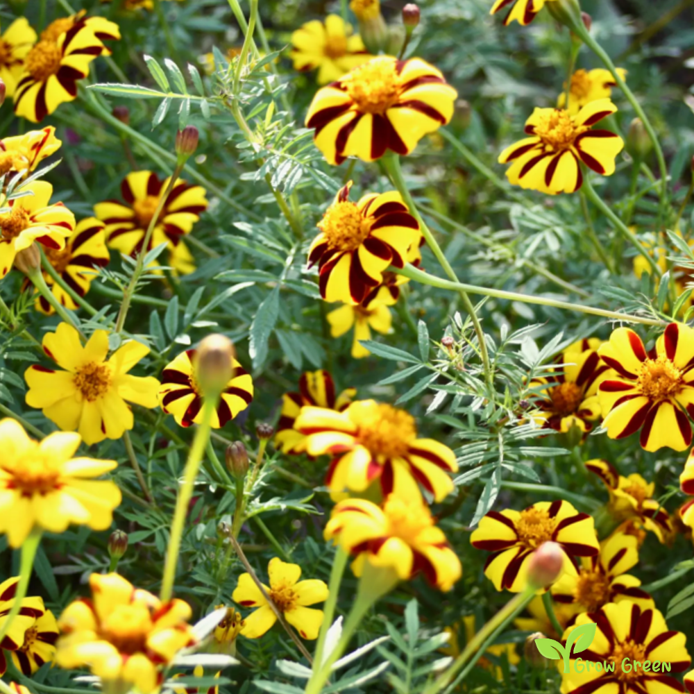 10 seeds of French Marigold Dandy Stripe - TAGETES PATULA + Gift 5 seeds of Sunflower