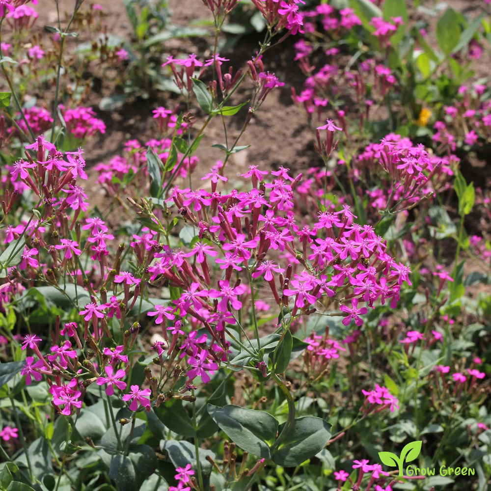 20 seeds of Silene Armenia Rubra - MELANDRIUM RUBRUM + Gift 5 seeds of Sunflower