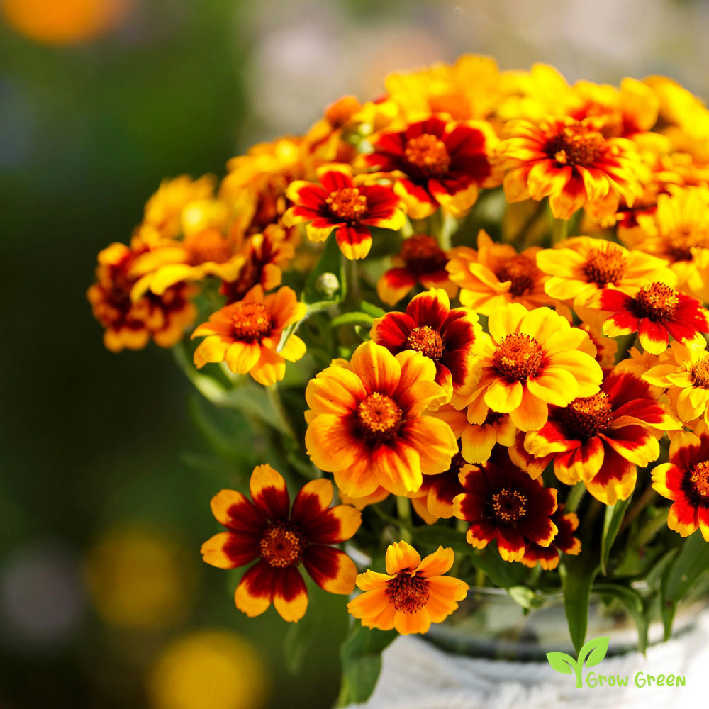 10 seeds of Haage Zinnia - ZINNIA HAAGEANA - Mexican Zinnia + Gift 5 seeds of Sunflower