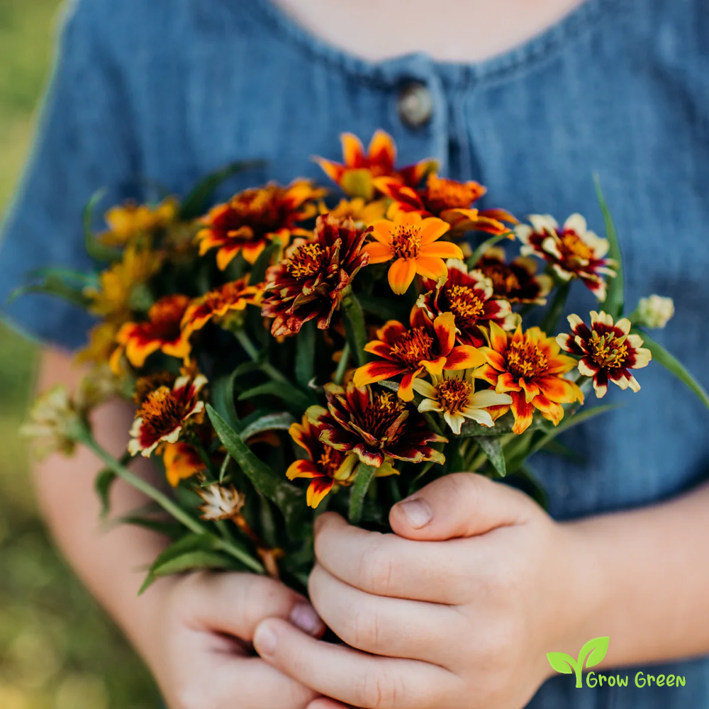 10 seeds of Haage Zinnia - ZINNIA HAAGEANA - Mexican Zinnia + Gift 5 seeds of Sunflower