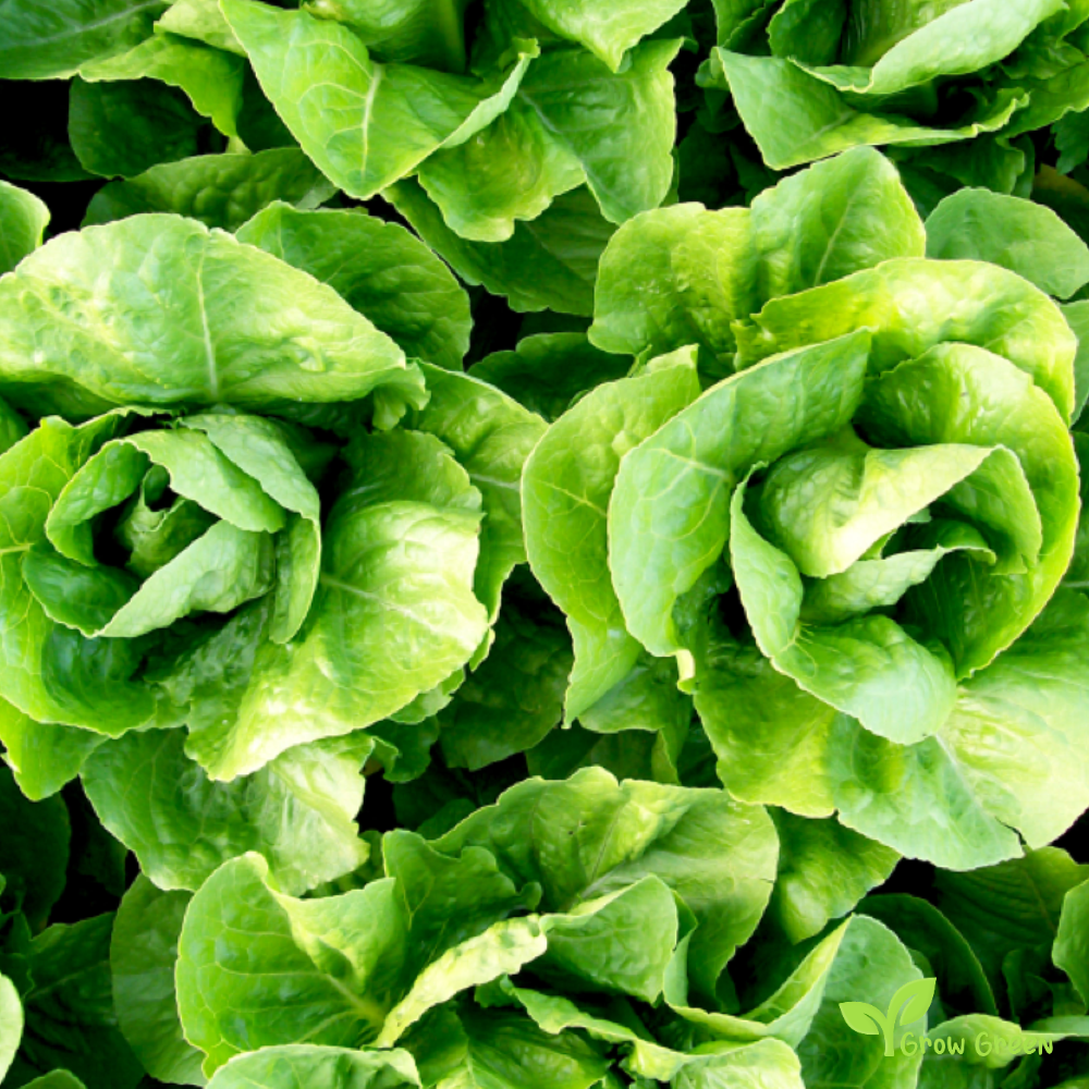 20 seeds of Lettuce Paris Island - LACTUCA SATIVA - Salad + Gift 5 seeds of Sunflower