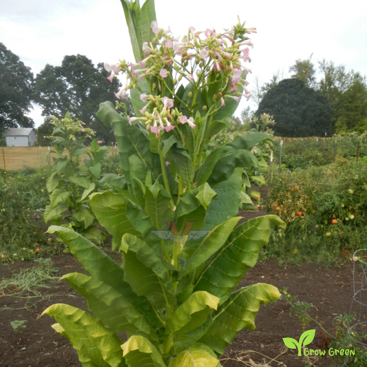 20 seeds of Burley Tobacco - NICOTIANA RUSTICA + Gift 5 seeds of Sunflower