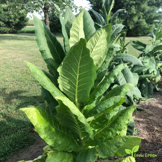 20 seeds of Burley Tobacco - NICOTIANA RUSTICA + Gift 5 seeds of Sunflower