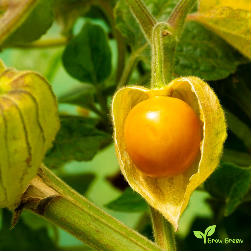 10 seeds of Goldenberry - PHYSALIS PERUVIANA - Cape Gooseberry + Gift 5 seeds of Sunflower