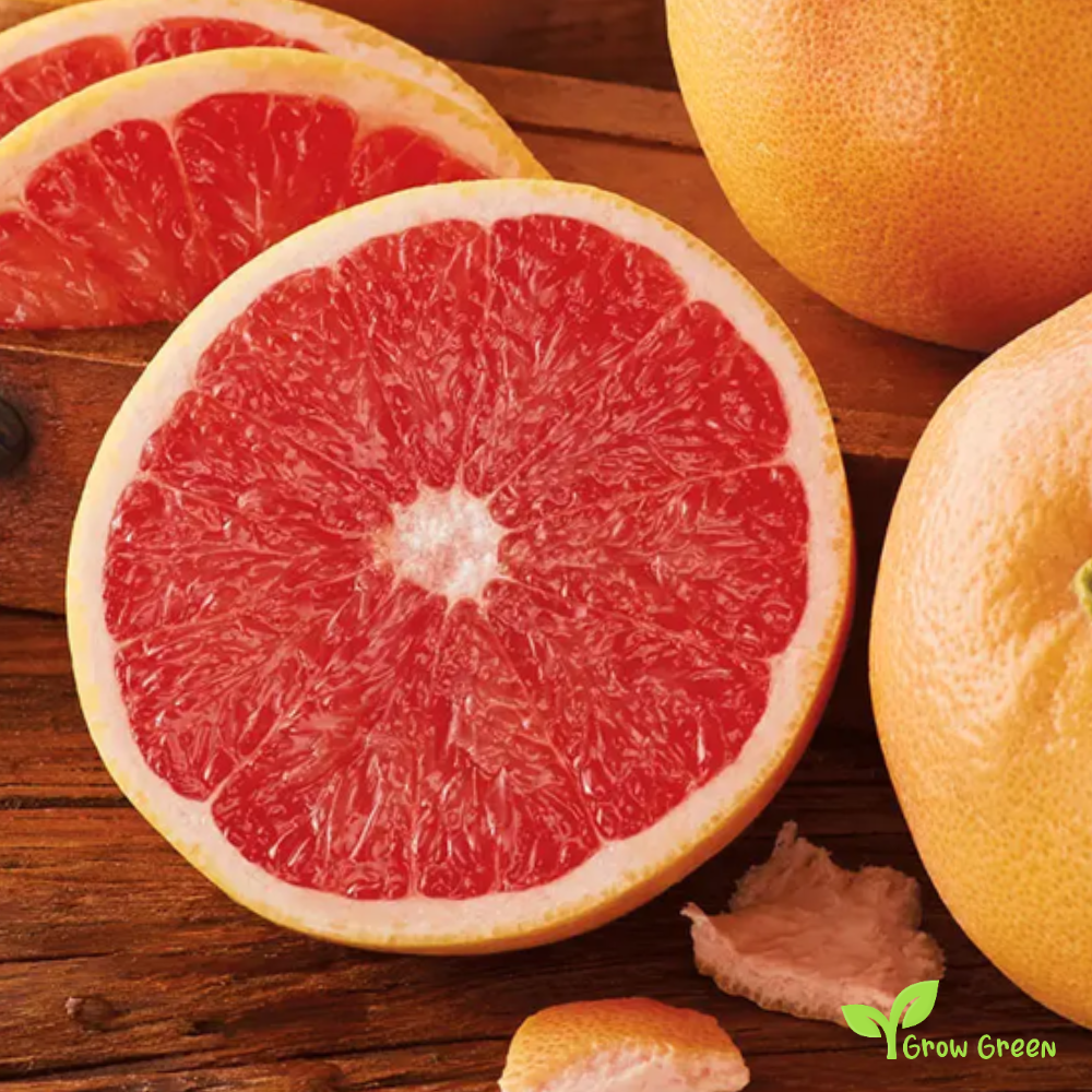 5 seeds of Grapefruit Red Flesh - CITRUS PARADISI + Gift 5 seeds of Sunflower