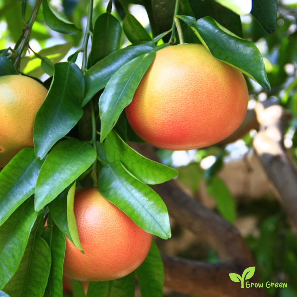 5 seeds of Grapefruit Red Flesh - CITRUS PARADISI + Gift 5 seeds of Sunflower