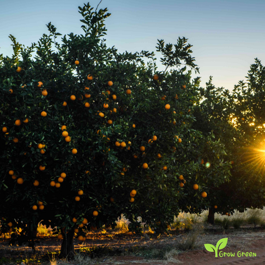 5 seeds of Grapefruit Red Flesh - CITRUS PARADISI + Gift 5 seeds of Sunflower
