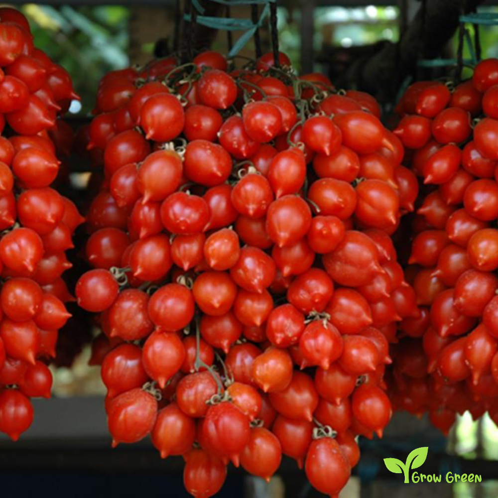 10 seeds Vesuvio Piennolo Tomato - SOLANUM LYCOPERSICUM  + 5 seeds Sunflower