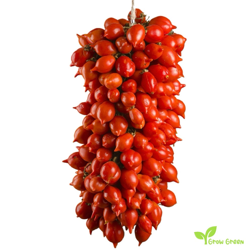 10 seeds Vesuvio Piennolo Tomato - SOLANUM LYCOPERSICUM  + 5 seeds Sunflower