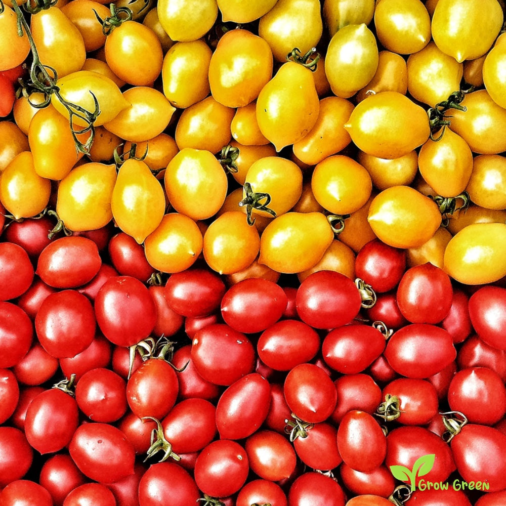 10 seeds Vesuvio Piennolo Tomato - SOLANUM LYCOPERSICUM  + 5 seeds Sunflower