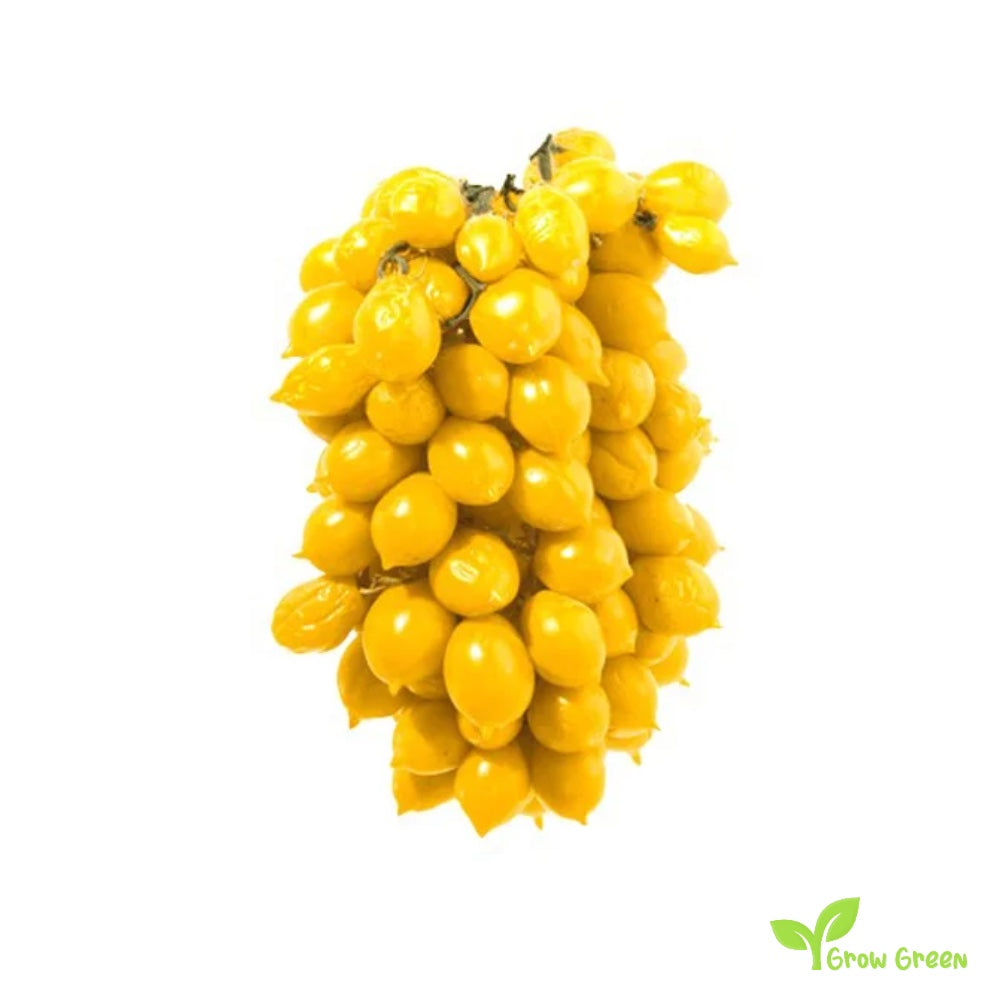 10 seeds of Yellow Vesuvio Piennolo Tomato - SOLANUM LYCOPERSICUM + Gift 5 seeds of Sunflower