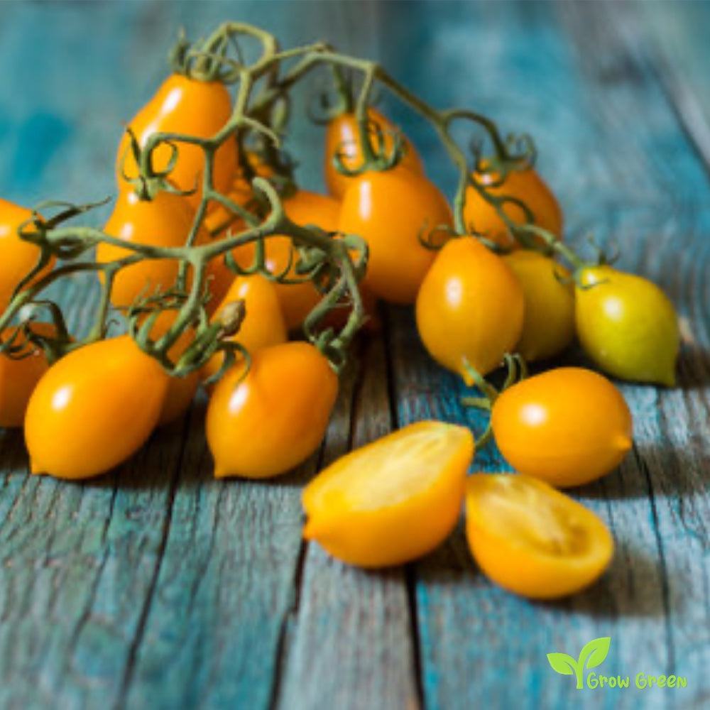 10 seeds of Yellow Vesuvio Piennolo Tomato - SOLANUM LYCOPERSICUM + Gift 5 seeds of Sunflower
