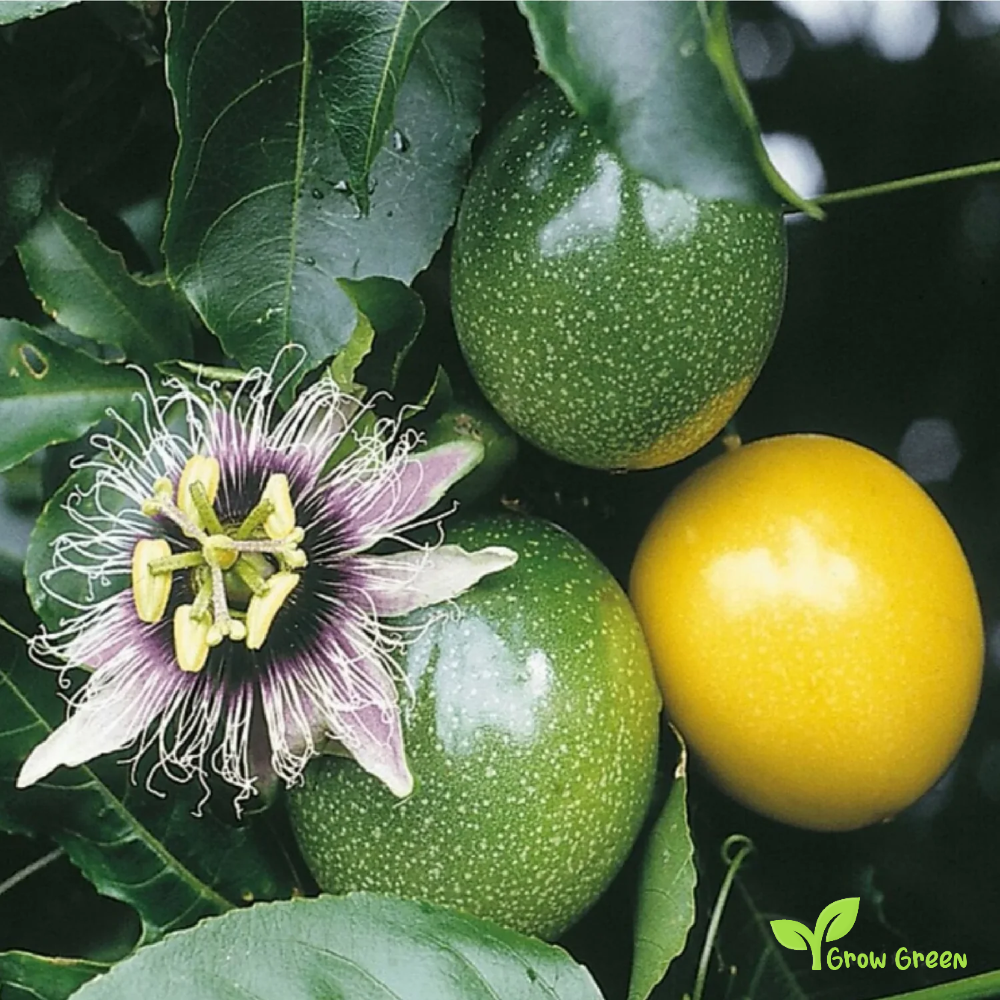 20 seeds of Maracuya - YELLOW PASSIFLORA - Passion Fruit + 5 seeds Sunflower