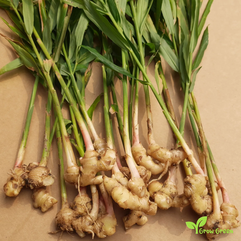 2 rhizome of Ginger - ZINGIBER OFFICINALE + 5 seeds Sunflower