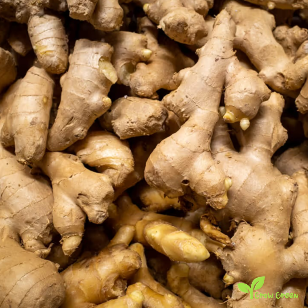 2 rhizome of Ginger - ZINGIBER OFFICINALE + 5 seeds Sunflower