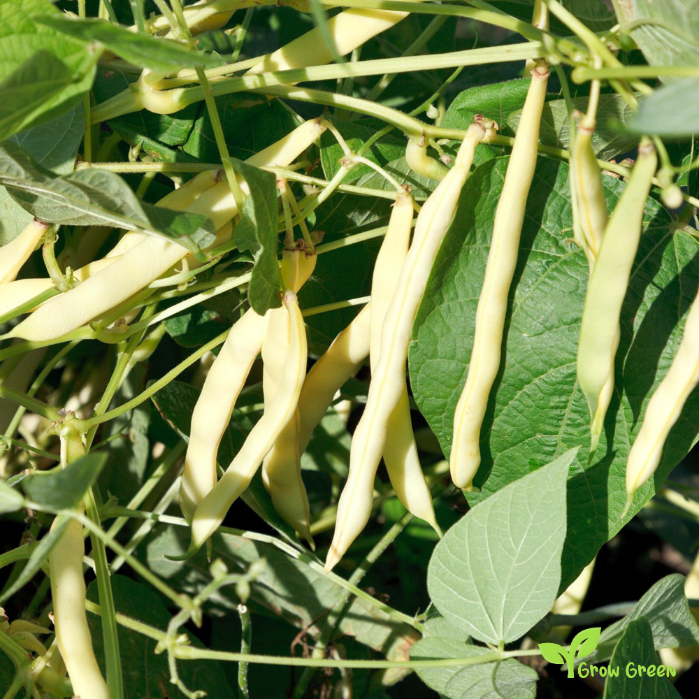 100 seeds of Cannellini Bean - PHASEOLUS VULGARIS + 5 seeds Sunflower
